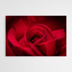 red rose art