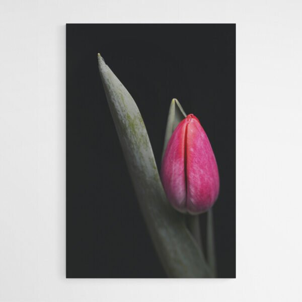 red tulip painting