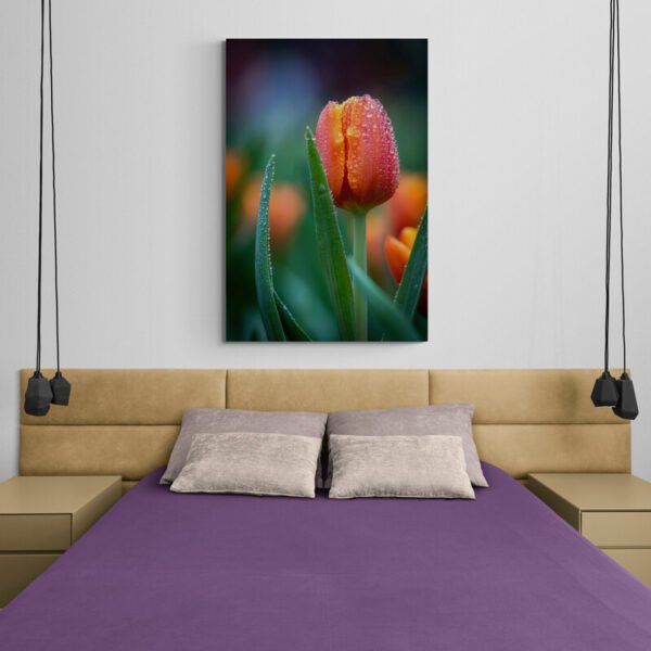 tulip photo