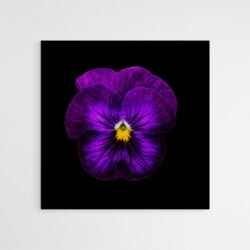 violet flower painting