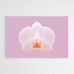 white orchid photo