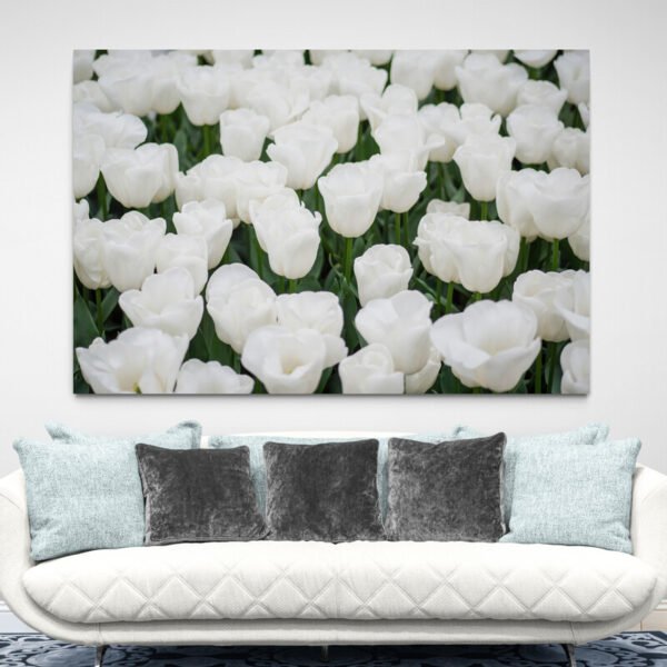 white tulip painting