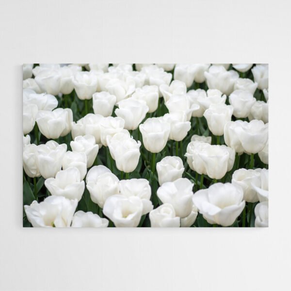 white tulip painting